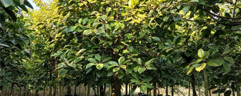 10公分富貴榕價格多少錢一棵