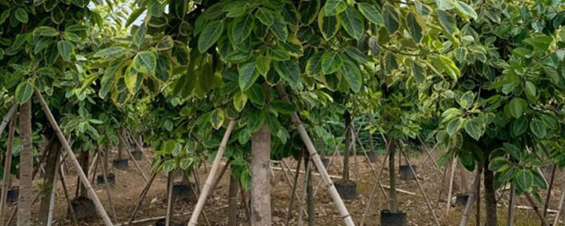 5公分富貴榕多少錢一棵