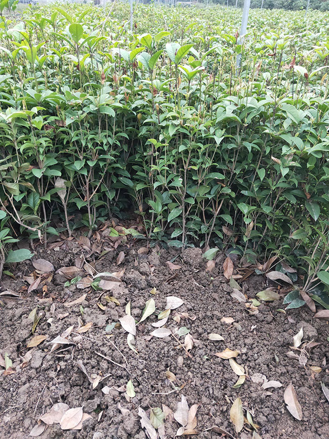 金桂樹多少錢一棵?2020年金桂樹價格最新行情預測