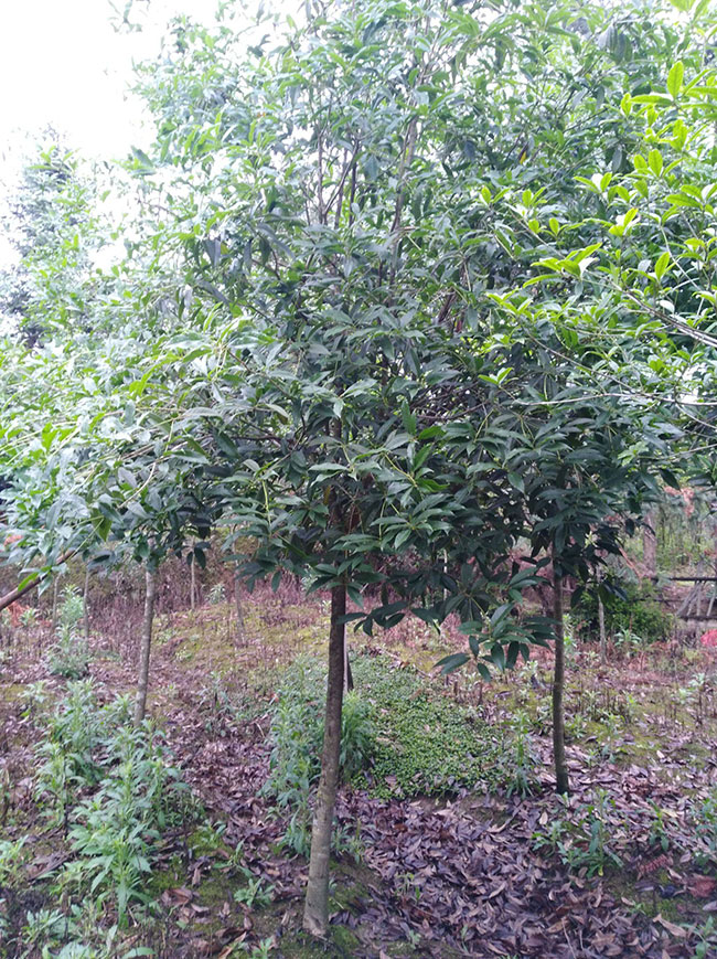 金桂價格多少錢一棵?金桂的種植方法