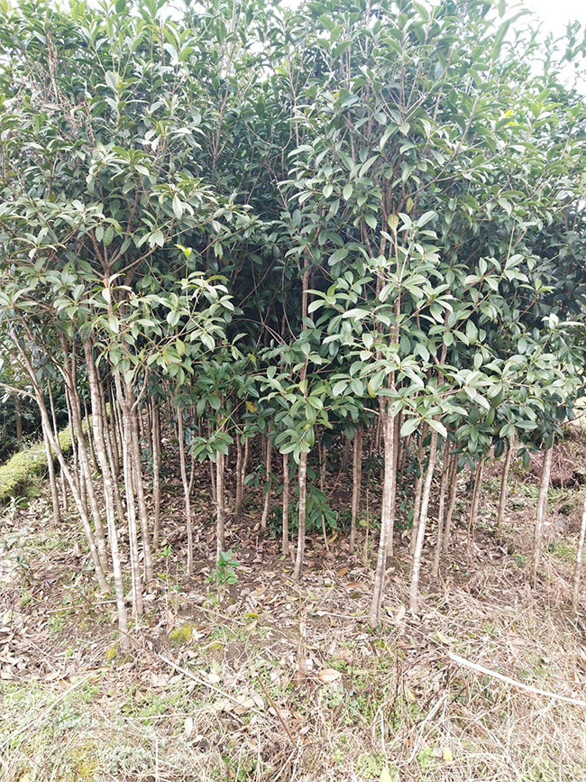 金桂多少錢一棵?2020年金桂價格最新行情預測