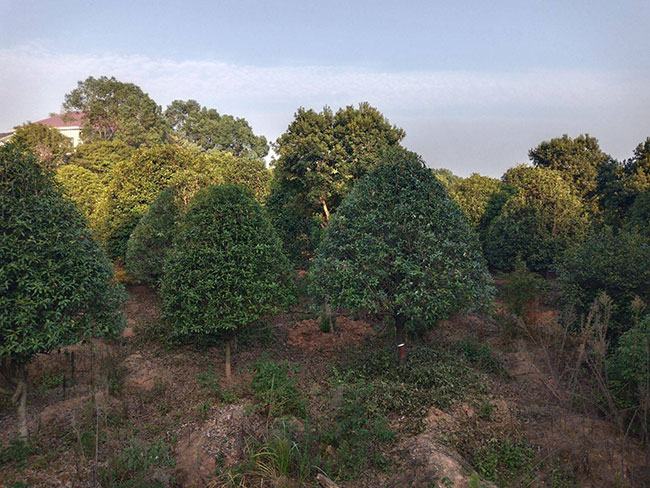 金桂多少錢一棵?2020年金桂價格最新行情預測