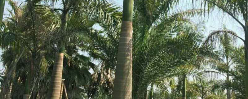 4米大王椰子樹(shù)價(jià)格多少錢一棵