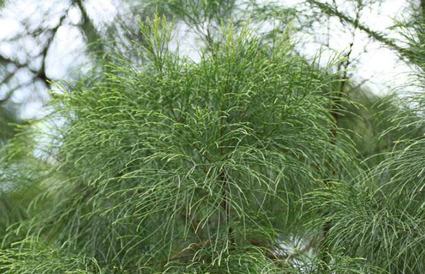 木麻黃6.jpg
