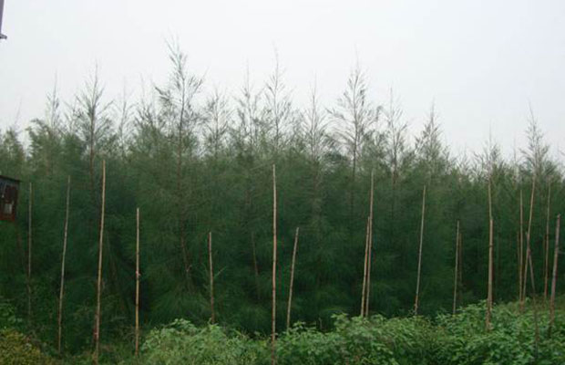 木麻黃.jpg