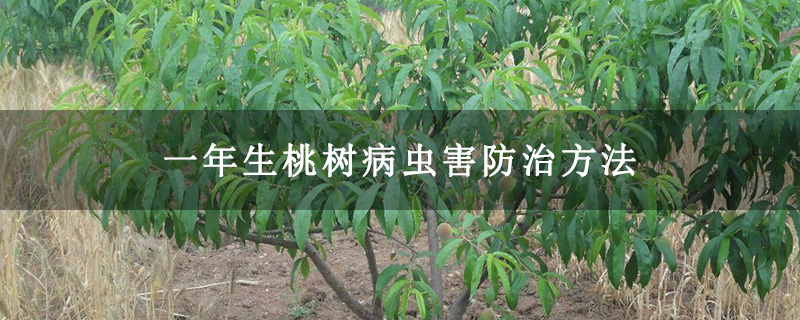 一年生桃樹病蟲害防治方法 一年生桃樹病蟲害防治方法
