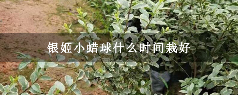銀姬小蠟球什么時間栽好