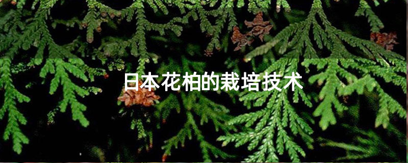 日本花柏的栽培技術