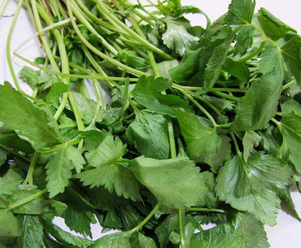 東北長梗刺五加