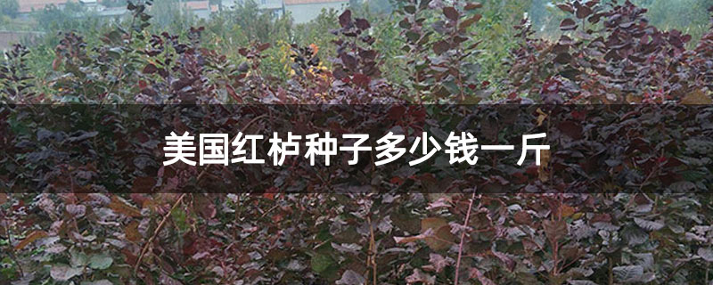 美國紅櫨種子多少錢一斤