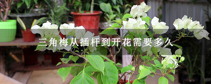 三角梅從插桿到開花需要多久