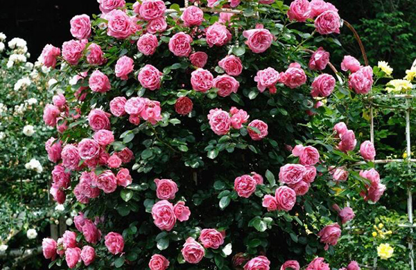 小果薔薇