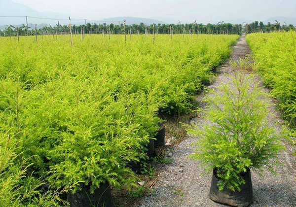 漳州苗木行情4.jpg