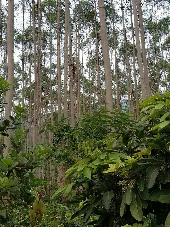 桉樹