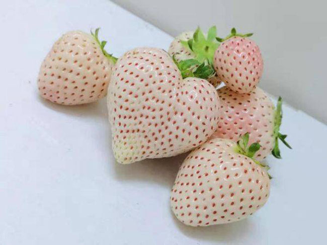 白草莓市場(chǎng)行情怎么樣？白草莓種植前景如何？