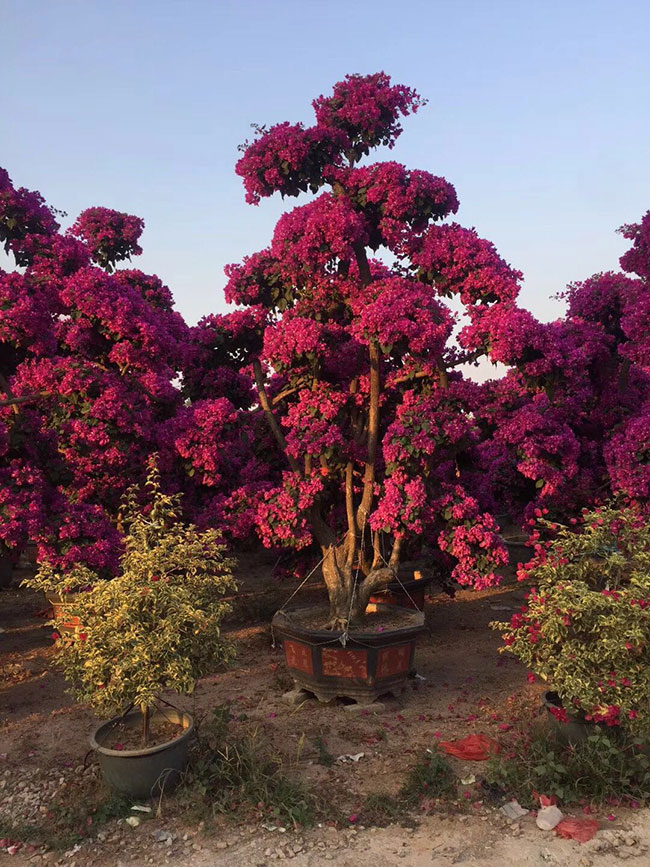 福建三角梅批發基地哪個好?大型三角梅批發基地介紹