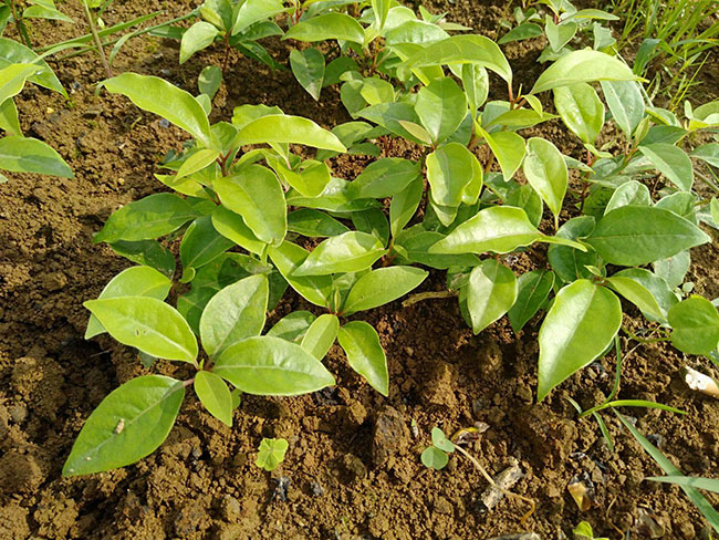 香樟樹冬天移植可以嗎?香樟樹苗的移植方法