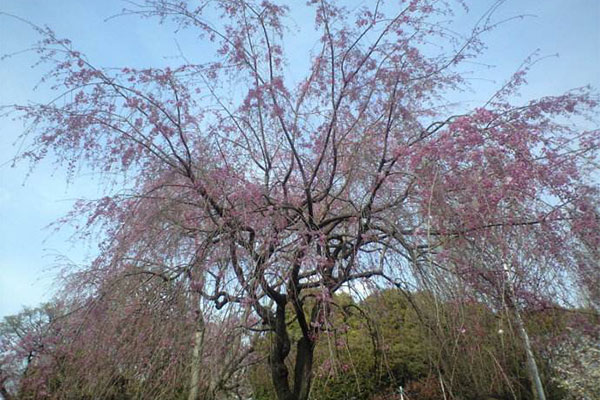 垂直櫻花2.jpg