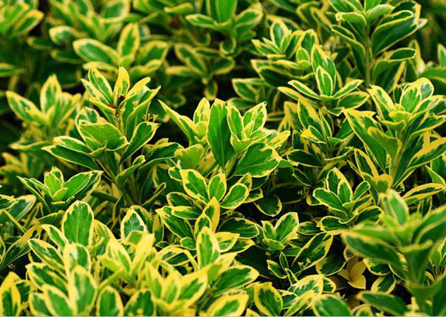 金邊黃楊病蟲害有哪些?常見病蟲害防治方法