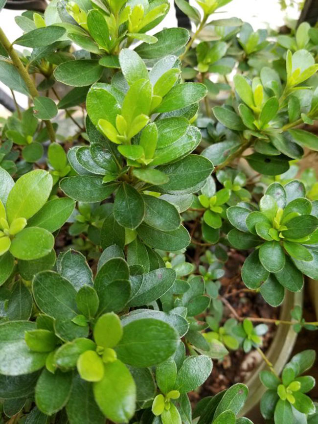 杜鵑花哪個季節開放?杜鵑花語和寓意