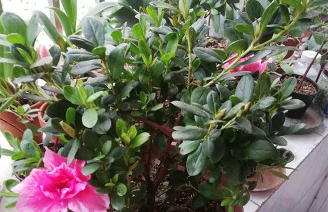 杜鵑花哪個季節開放?杜鵑花語和寓意