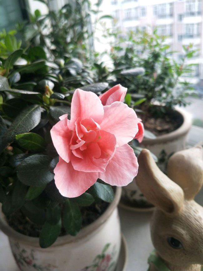 杜鵑花哪個季節開放?杜鵑花語和寓意