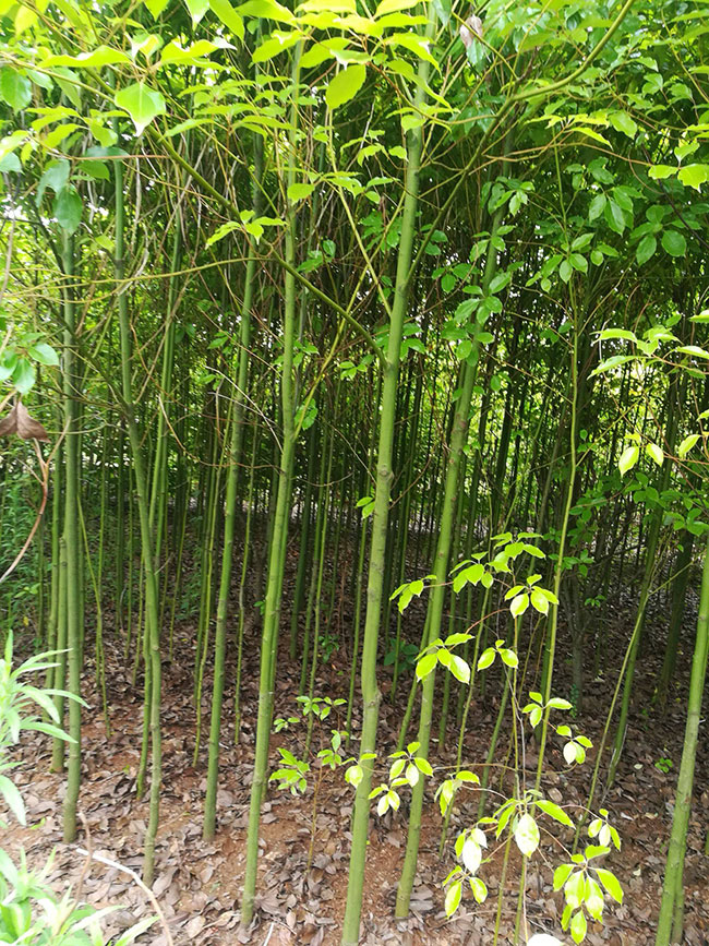 香樟小樹苗價格行情