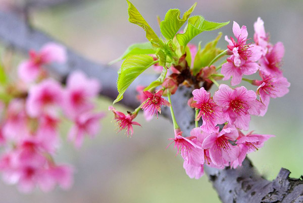 櫻花