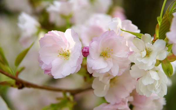 櫻花