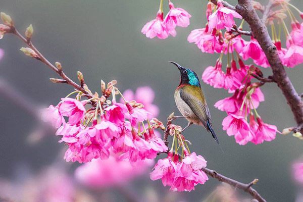 櫻花