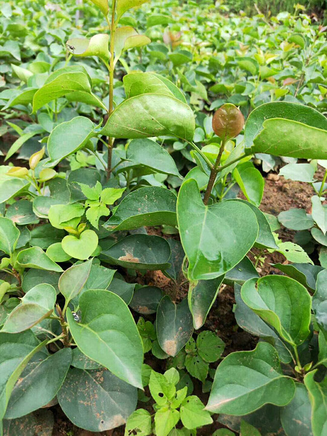 紫薇樹苗價格行情，2019年最新紫薇苗基地批發報價
