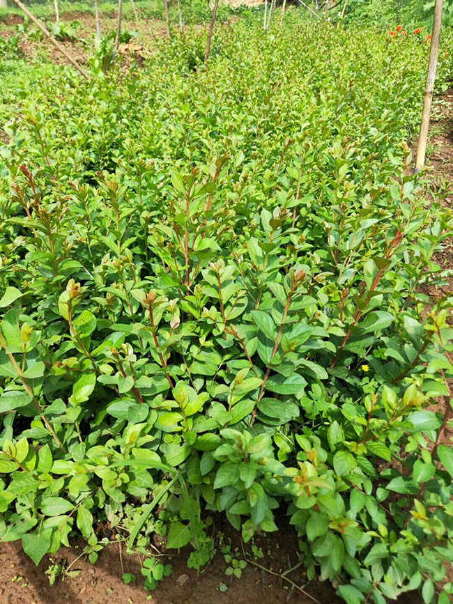 紫薇樹苗價格行情，2019年最新紫薇苗基地批發報價