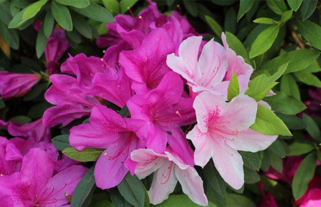 杜鵑的花語是什么?杜鵑的寓意和象征