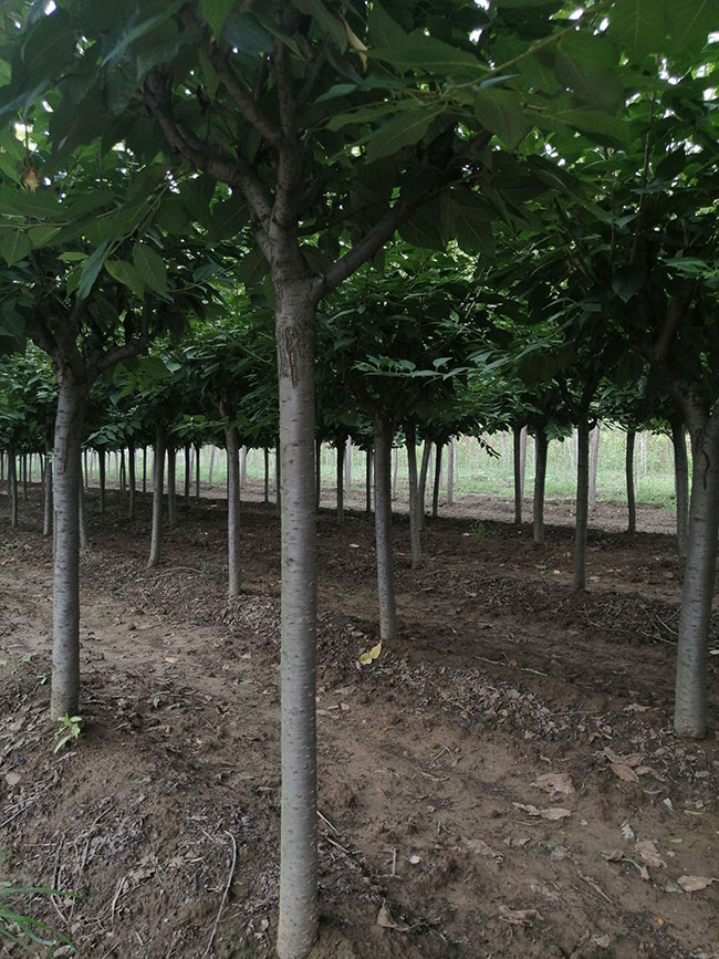 櫻花多少錢一棵?2020年櫻花樹價格行情