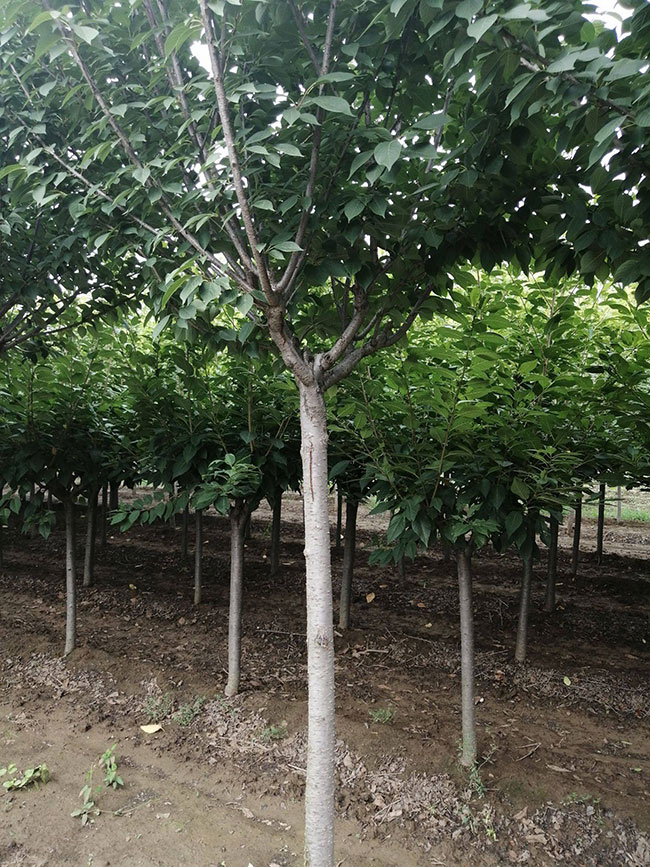 櫻花樹苗幾月份種植?櫻花苗種植方法