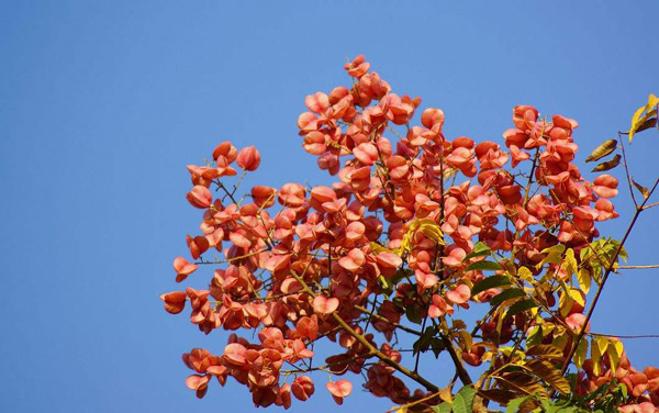 復羽葉欒樹的果實