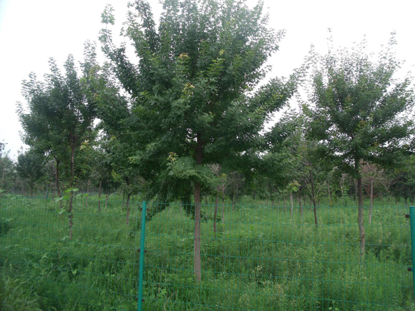 五角楓種植基地實拍