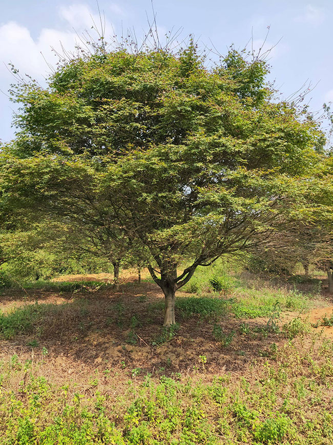 紅楓樹多少錢一棵?2020年紅楓樹價格最新價格
