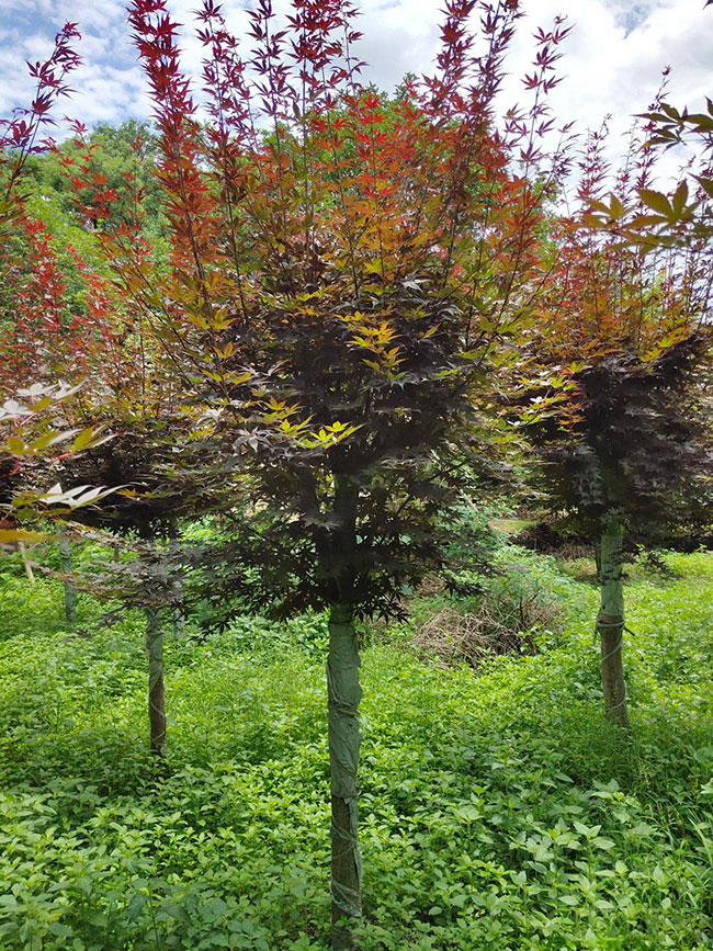 紅楓樹多少錢一棵?2020年紅楓樹價格最新價格