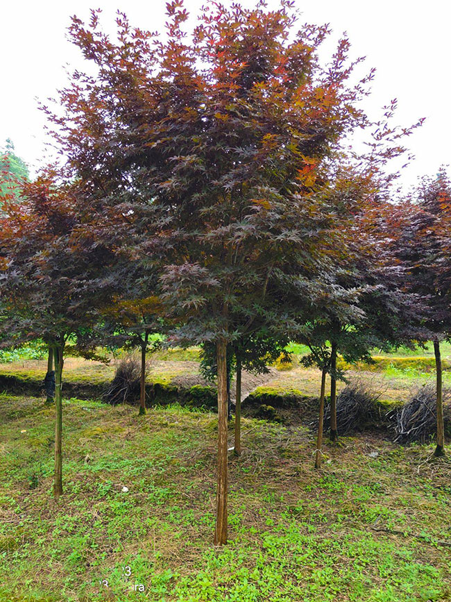 紅楓樹多少錢一棵?2020年紅楓樹最新價格