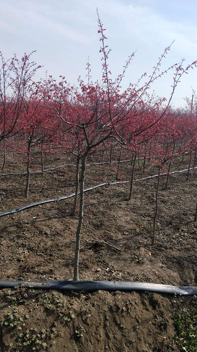 日本紅楓紅舞姬怎么養?紅舞姬紅楓養殖方法