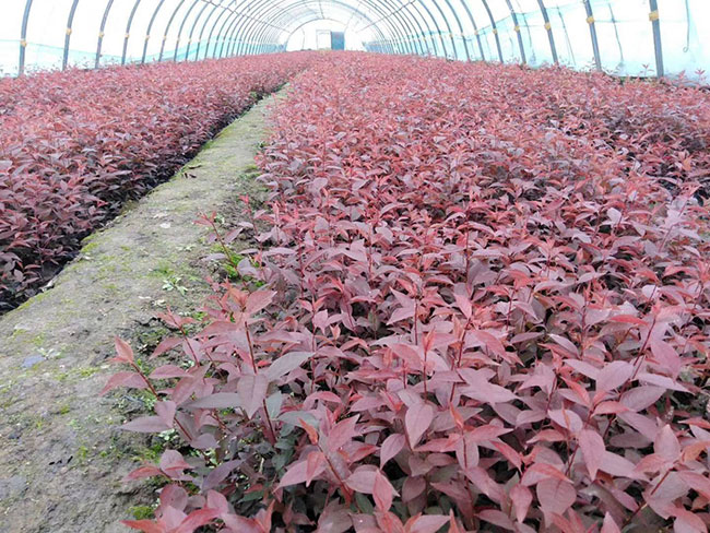v紅葉李種植應注意什么?紅葉李種植時間及管理 v紅葉李種植應注意什么?紅葉李種植時間及管理