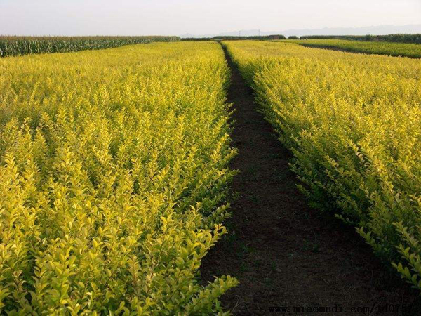 金葉女貞基地實拍圖