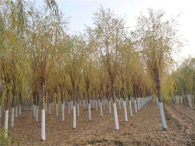 金絲垂柳照片種植基地實拍