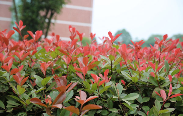 紅葉石楠