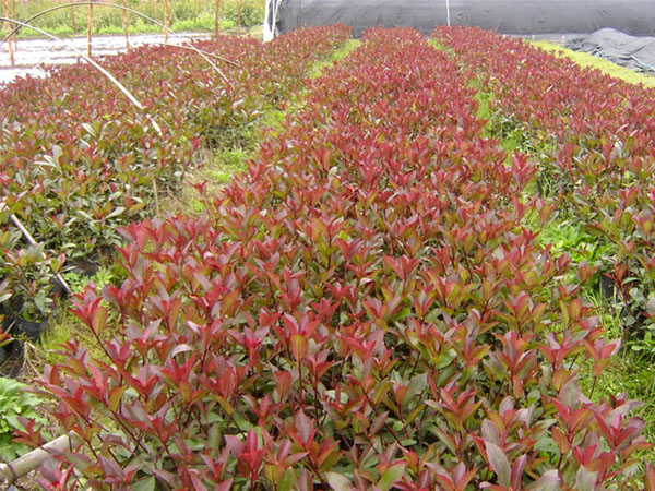 紅葉石楠