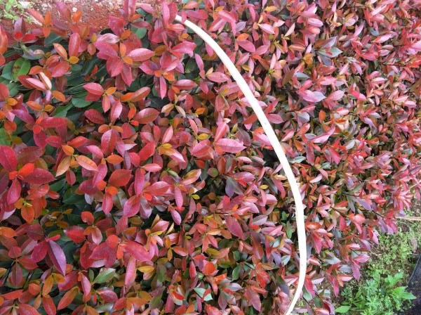 紅葉石楠苗
