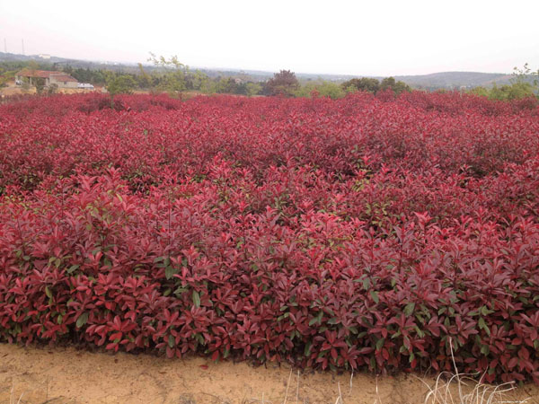 紅葉石楠基地