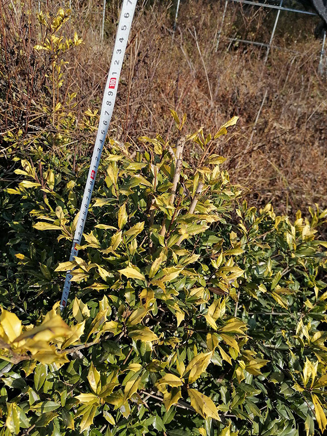 無刺枸骨怎么繁殖?無刺枸骨種子繁殖方法