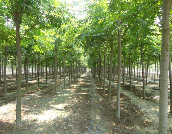 欒樹基地實拍
